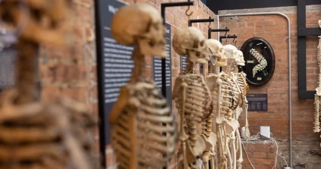 Inside the Bone Museum in Brooklyn: Visit the Largest Public Collection of Human Spines