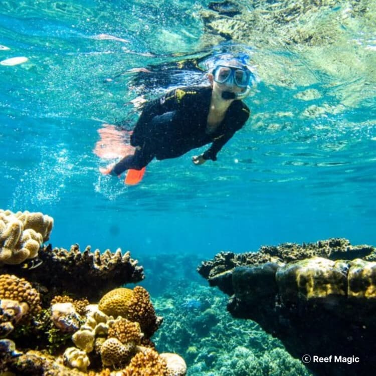 Reef Magic Pontoon Cruise from Cairns: Full-Day Great Barrier Reef Snorkel & Dive
