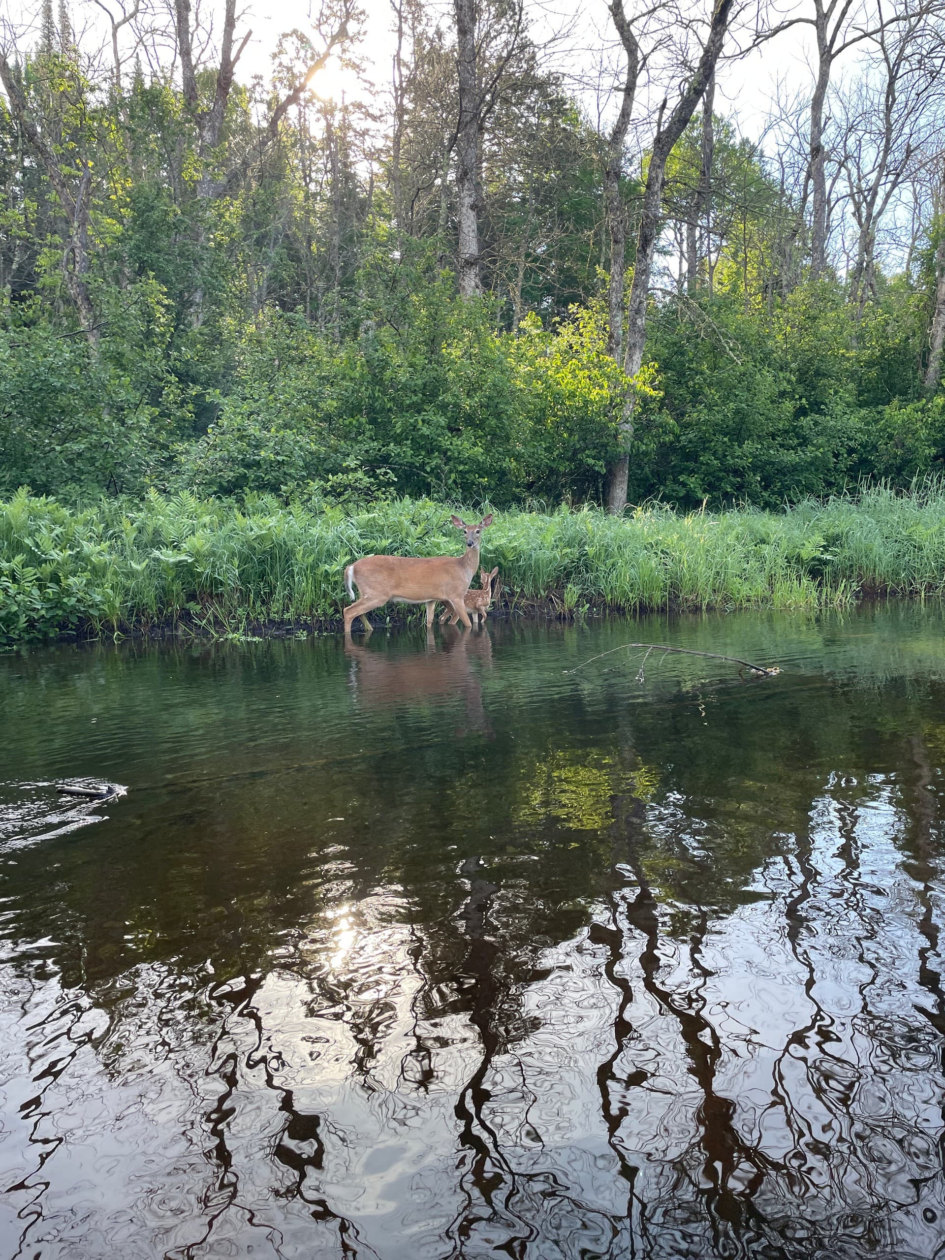 Winneboujou to Brule: 4-Mile Brule River Float Through Pines and Rapids photo 1