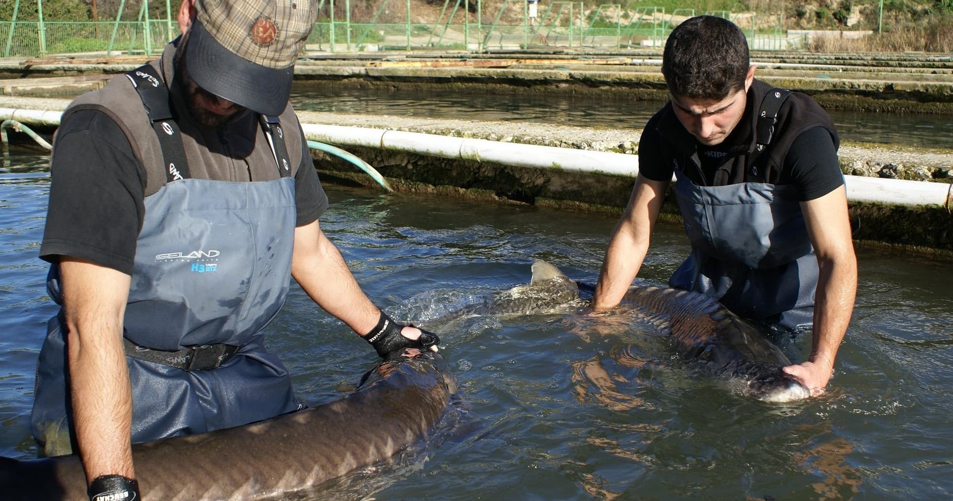 Sturgeon & Caviar Tasting Tour by Farm Experiences & Tours in Riofrío