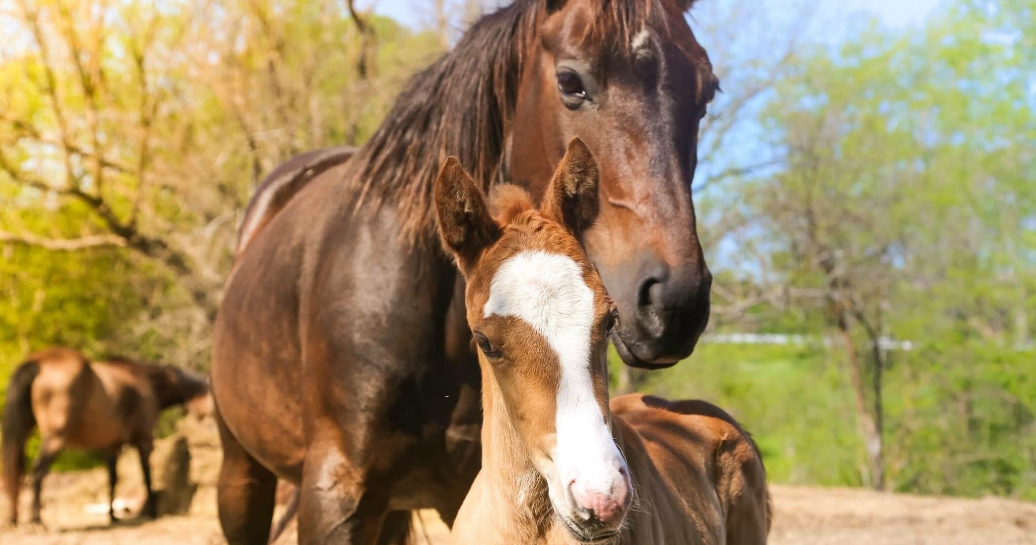 Mother horse and foal closeup in sunny paddock, bonding