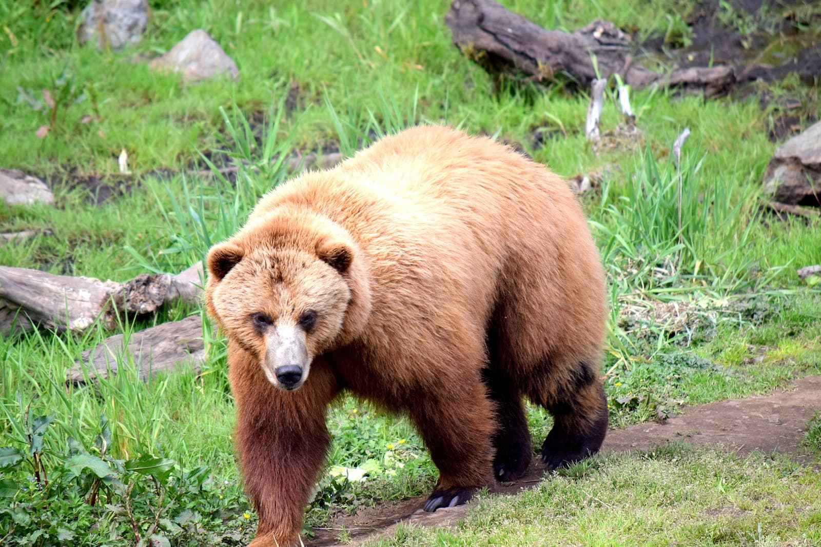 Fortress of the Bears & Totem Park Tour in Sitka, Alaska