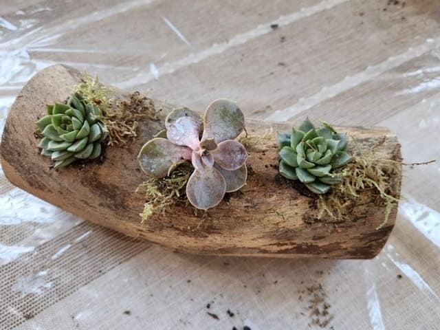 Succulent Log Garden Workshop with Farm Animal Cuddles in Dresher, PA