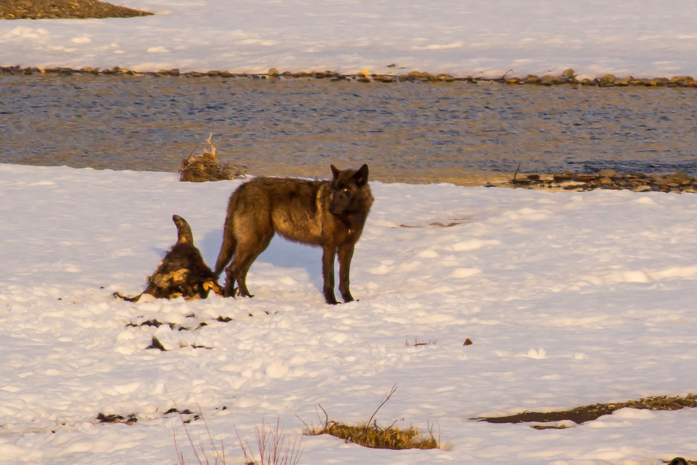 Wolf Watching Adventure with Yellowstone Wildlife Profiles