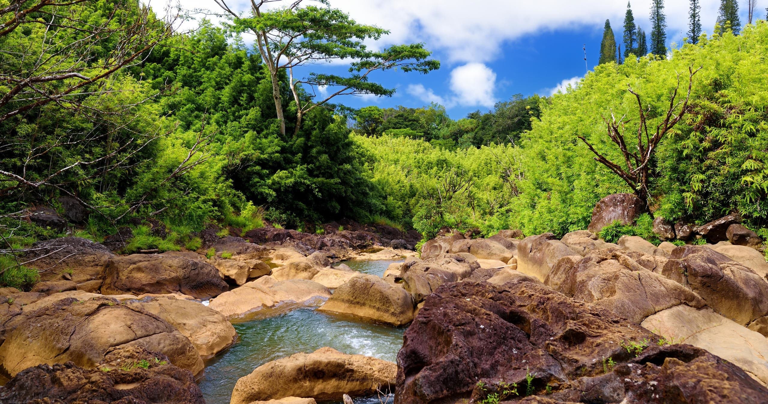 Bamboo Forest Trek in Kahului, Maui: A Unique Hiking Experience