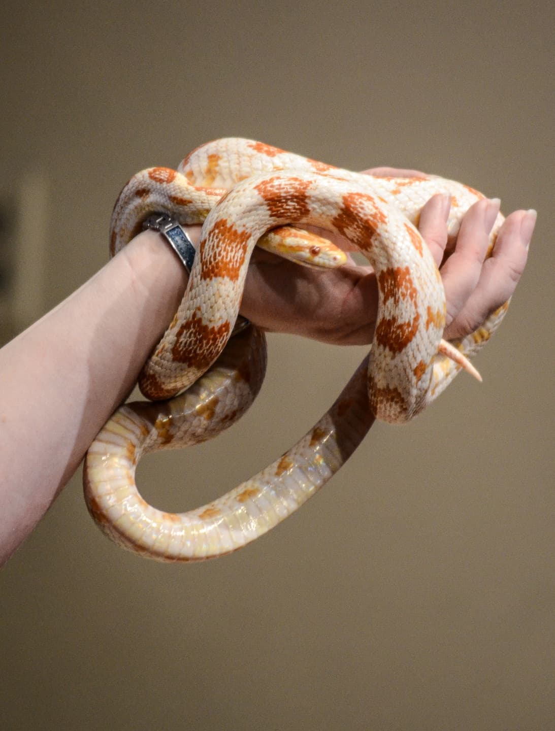 Wildlife & Reptile Experience with Animal Adventures