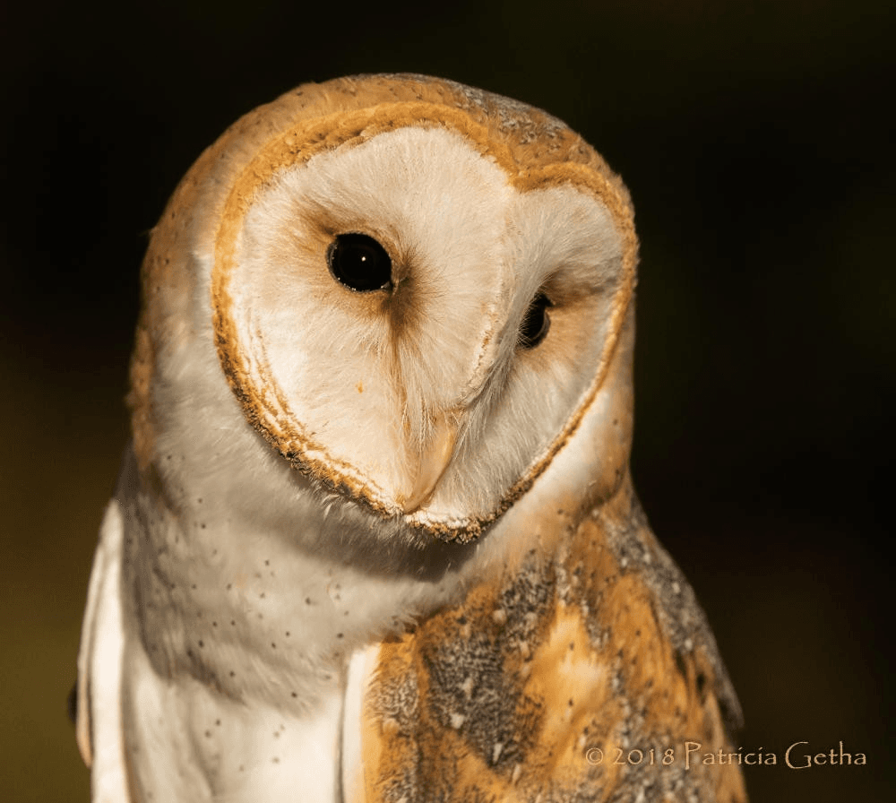 Owl Encounter Falconry Experience in Medina, Ohio