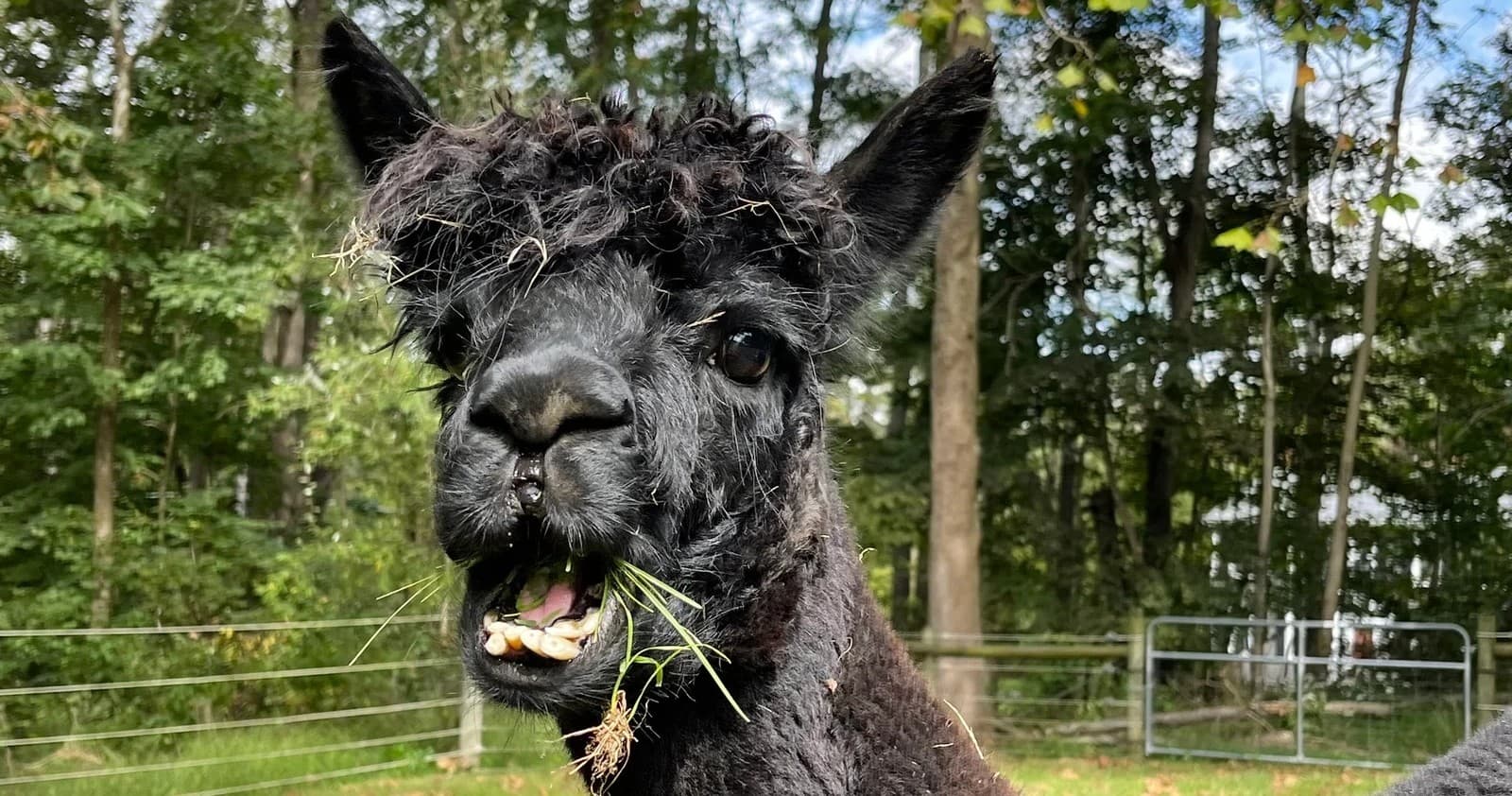 Close-up black alpaca chewing grass in wooded ranch paddock