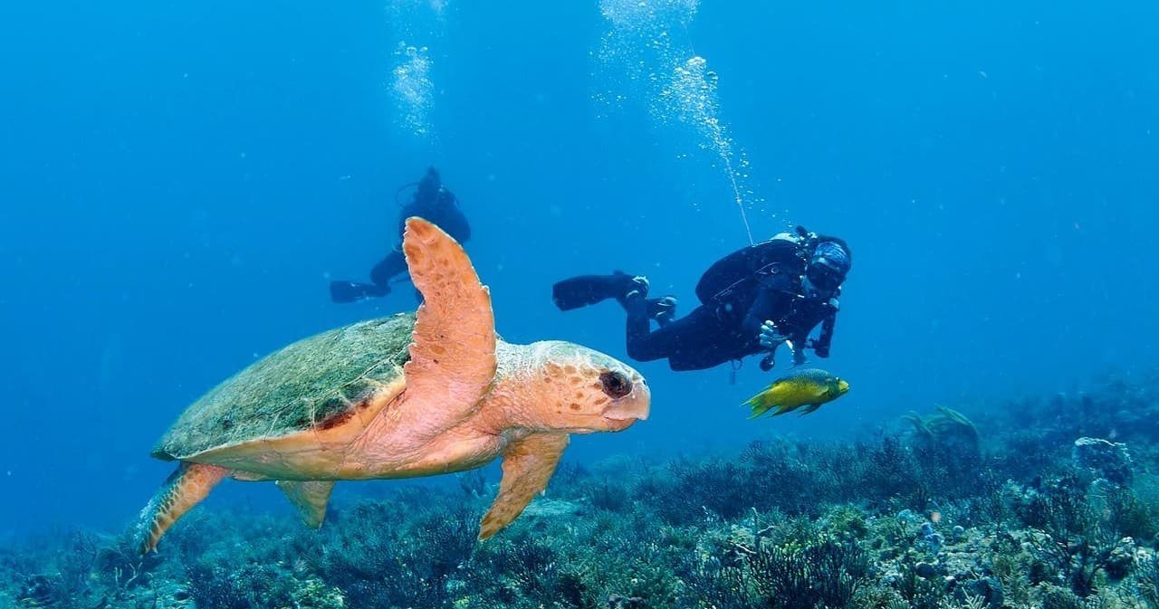 Water Activities & Scuba Works: Certified Guides for Underwater Adventures