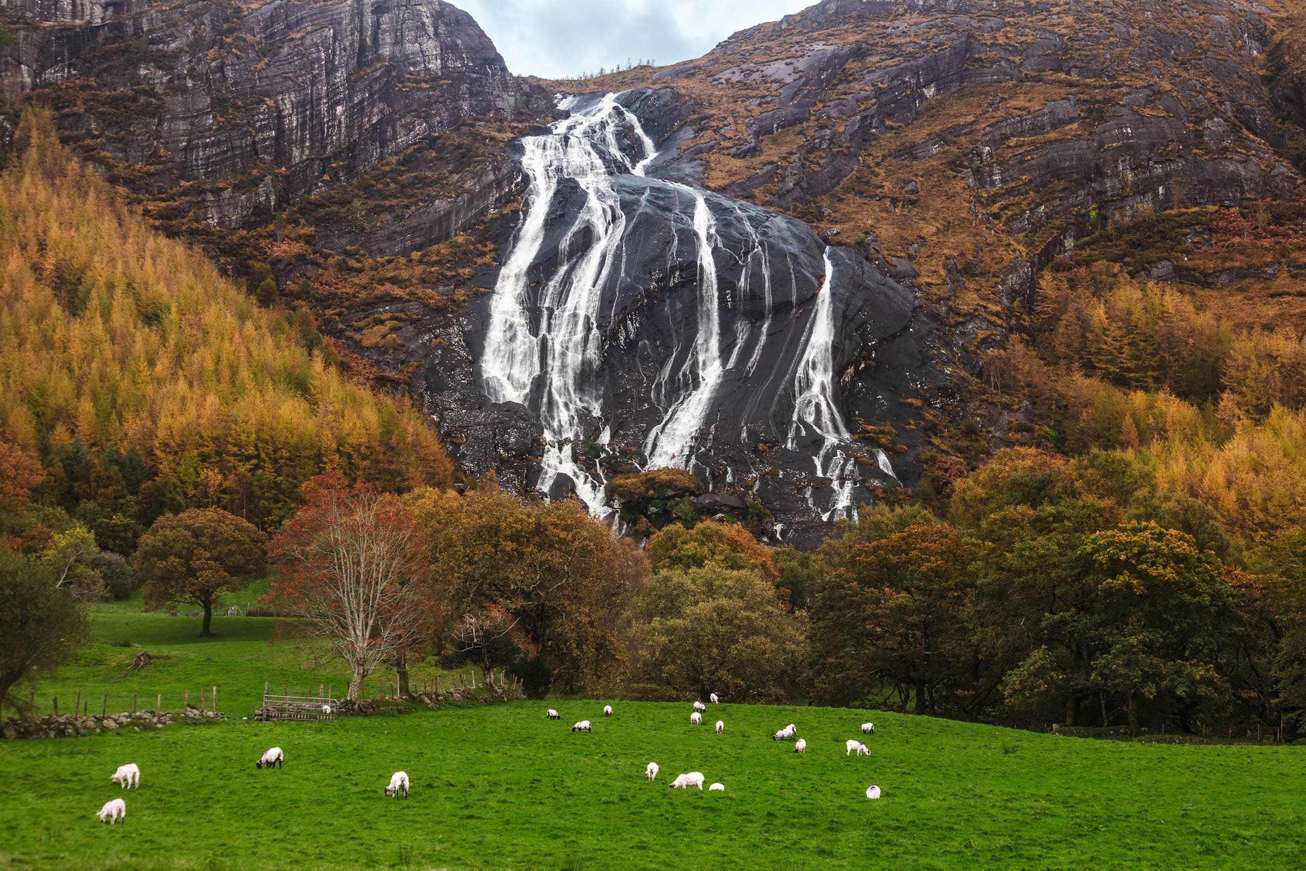 Wildlife & Nature Photography on Beara Peninsula Tour with Dingle Darkroom