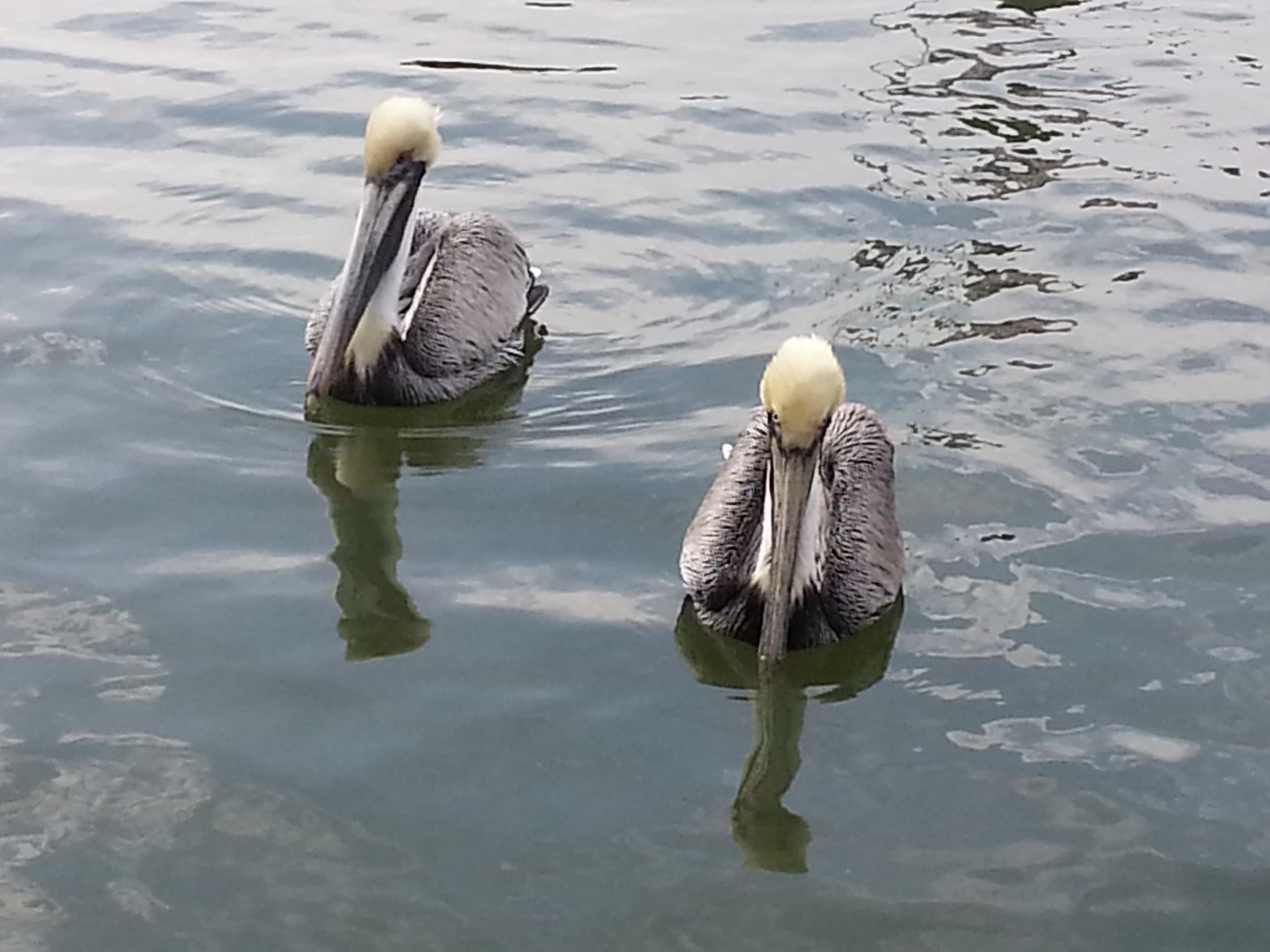 Two brown pelicans floating on calm harbor water near boats