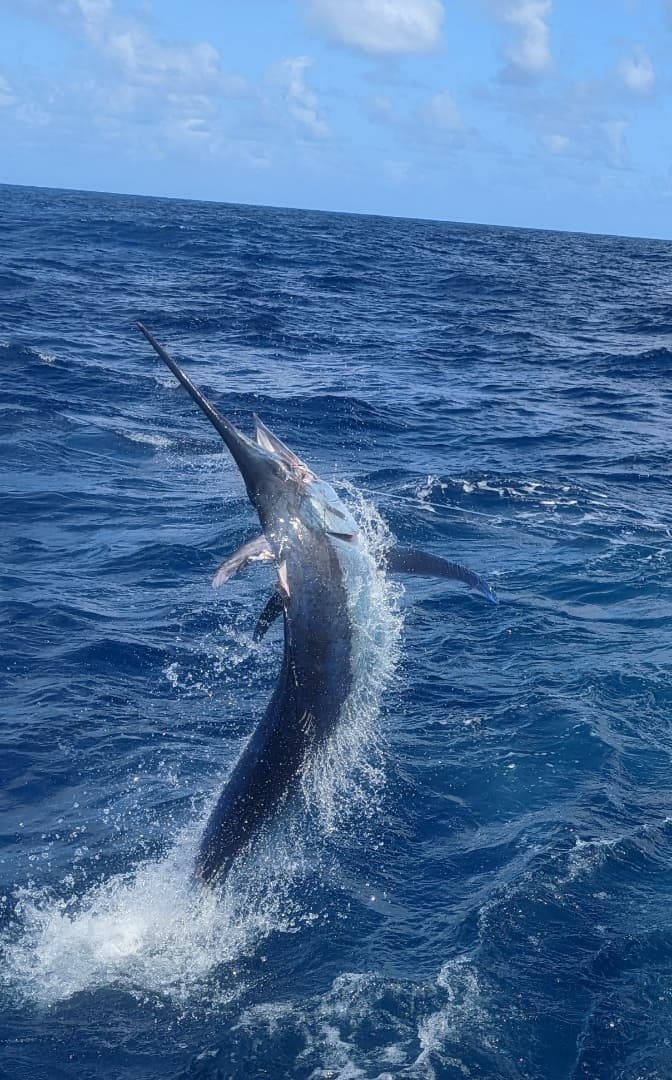 Cairns Full-Day Marlin & Pelagic Charter — 12-Hour Heavy Tackle Adventure photo 1
