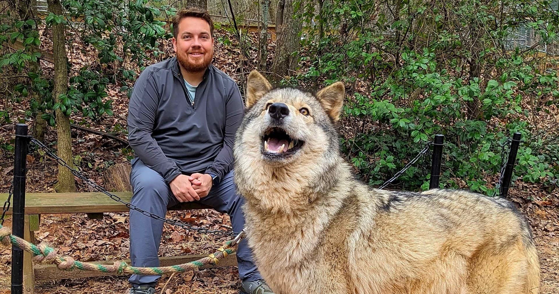 Wolf Experience in Cleveland, Georgia