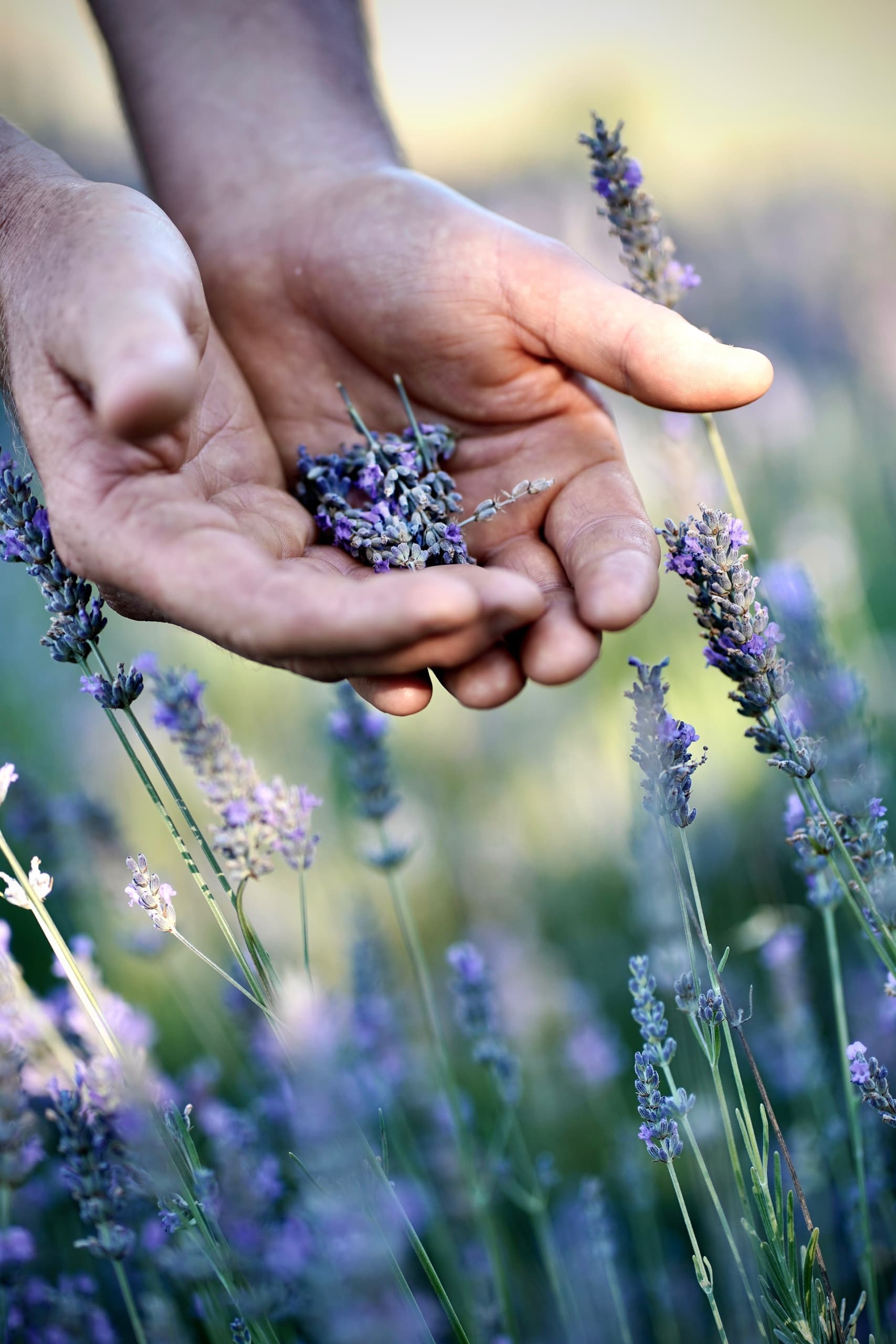 Nannup Lavender Farm fleet