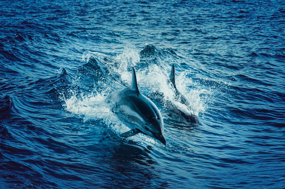 Blue Angels & Dolphin Excursions with Reel Irie in Gulf Breeze