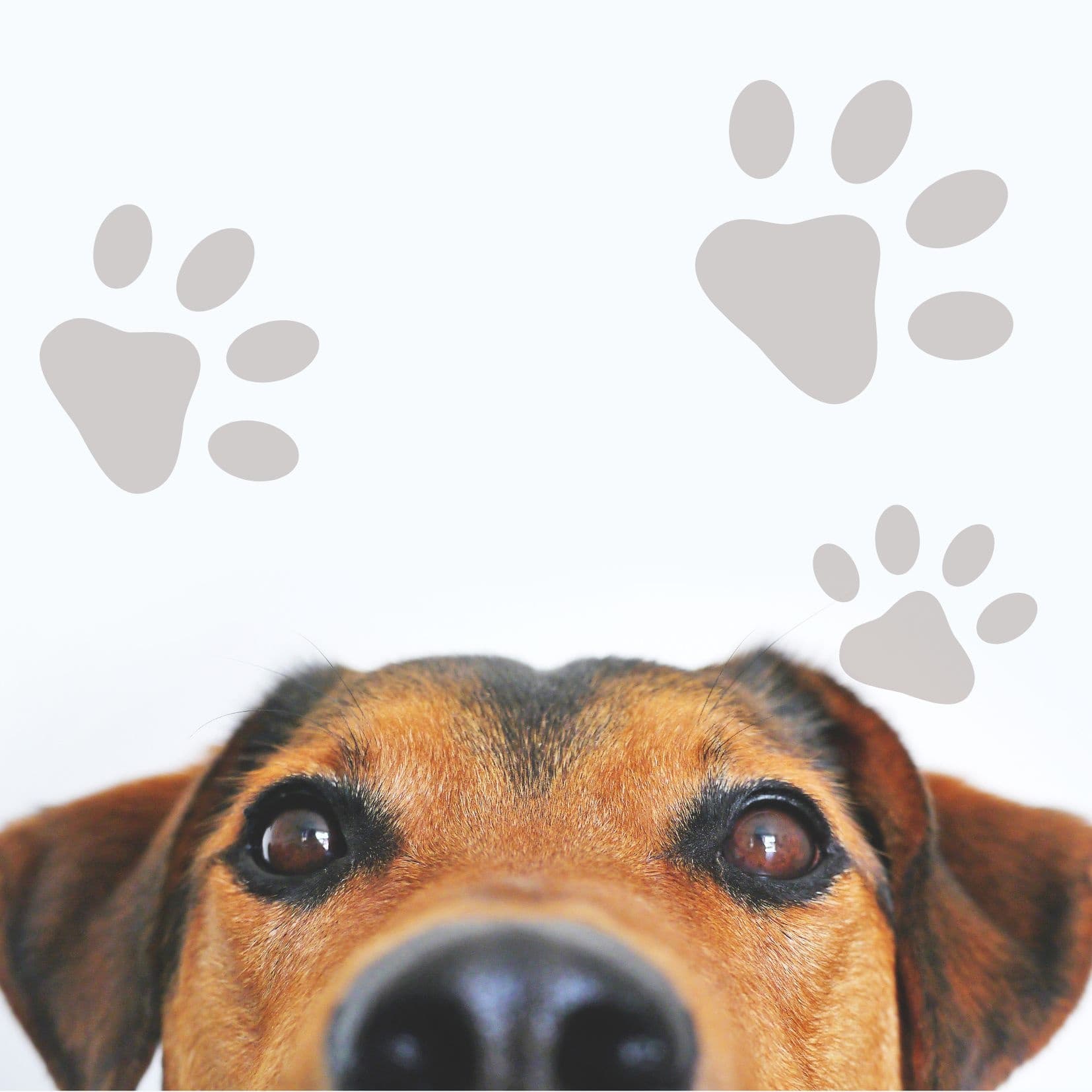 Curious dog nose close-up with paw print graphic, pet-friendly vibe