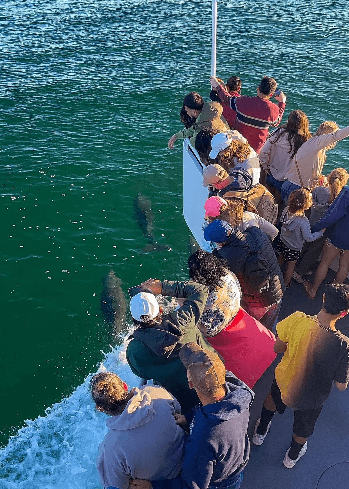 Destin Daytime Dolphin Cruise: Glass-Bottom Boat Tour to Crab Island