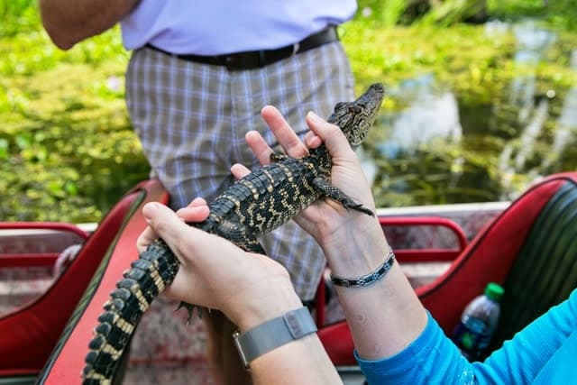 Explore New Orleans: Ultimate City, Swamp & Plantation Adventure