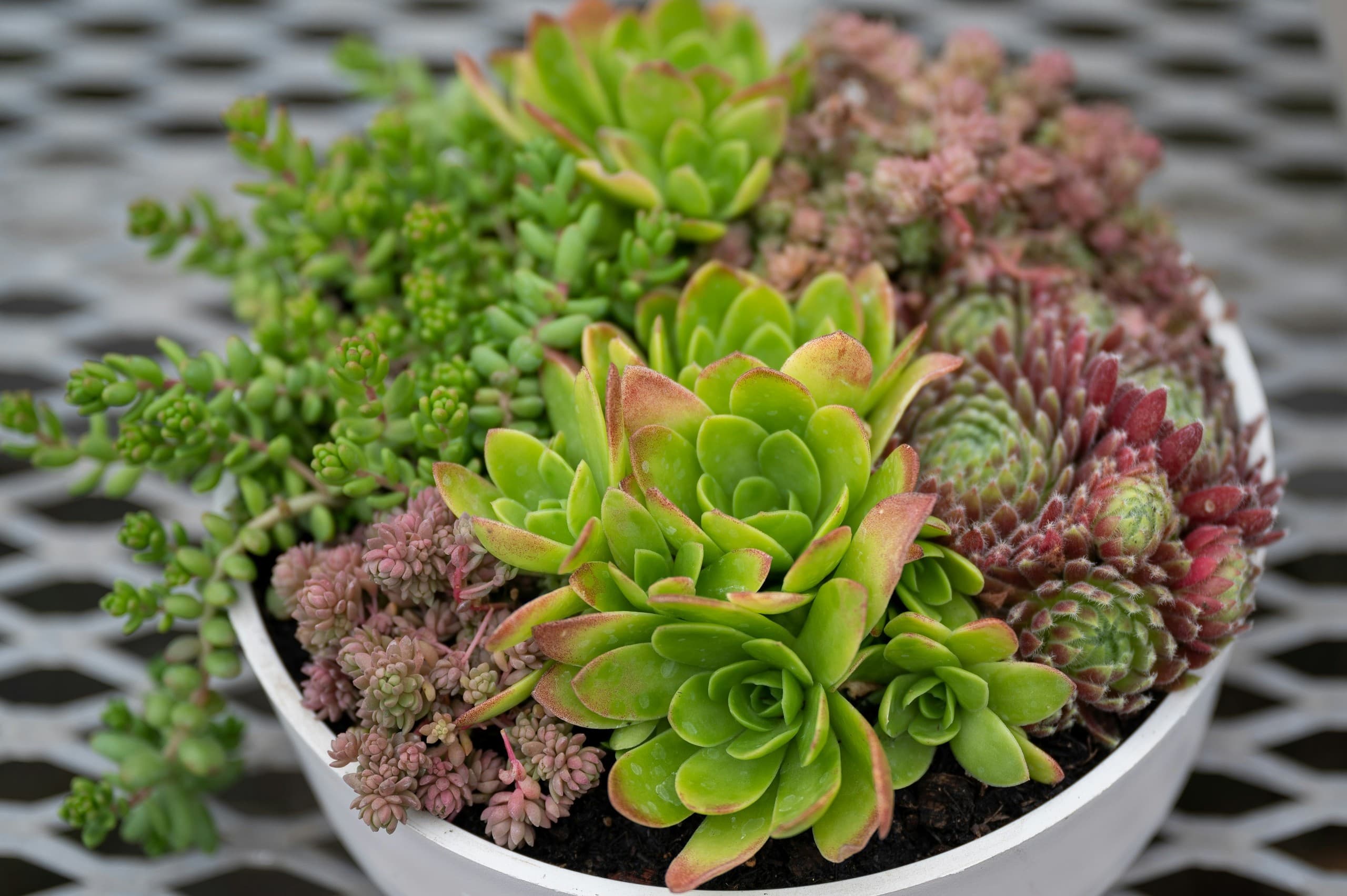 Create Your Own Succulent Garden at Lavender Hill Farm in Boyne City