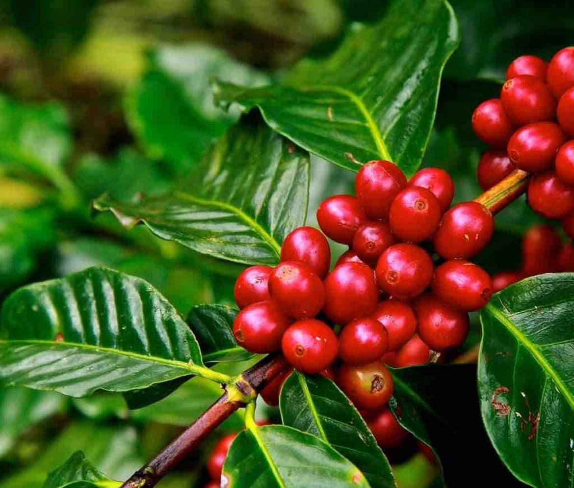 Ripe red coffee cherries on branch in Hawaiian farm plantation