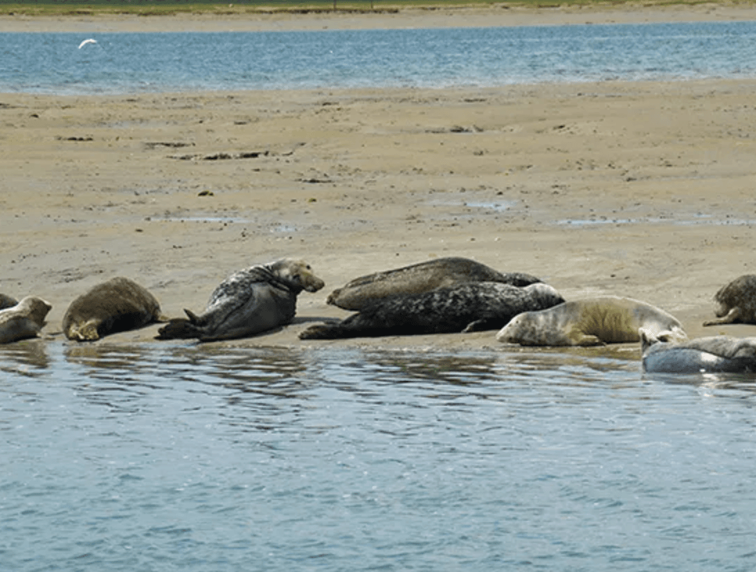Harbour seals resting on tidal sandbank at Chichester shoreline
