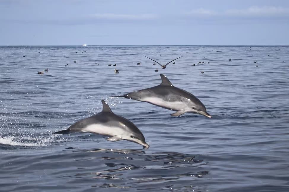 Behavior-Guided Dolphin Swims off Ilha Terceira, Azores photo 2