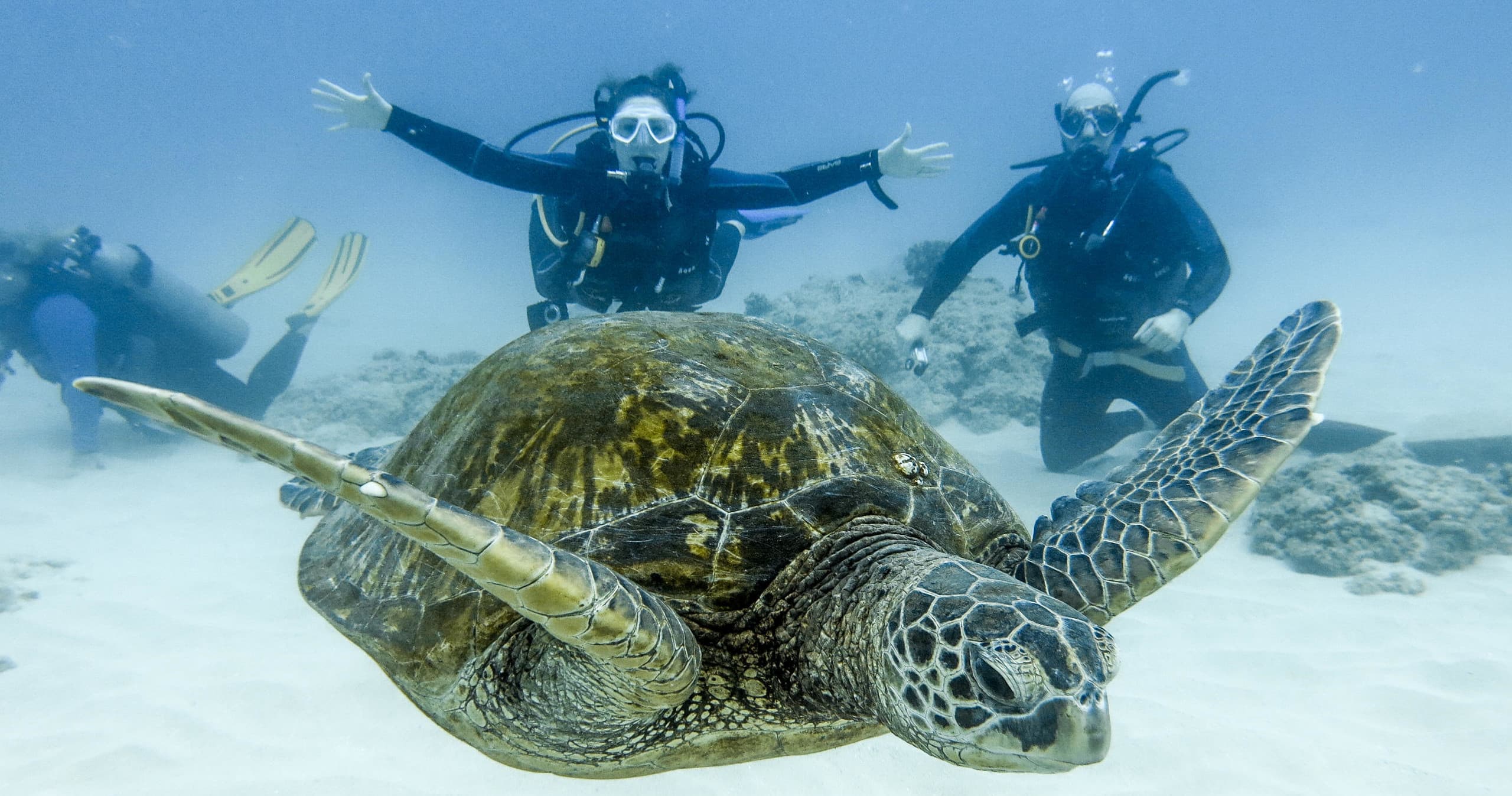 Sea turtle gliding on sandy reef with divers in background