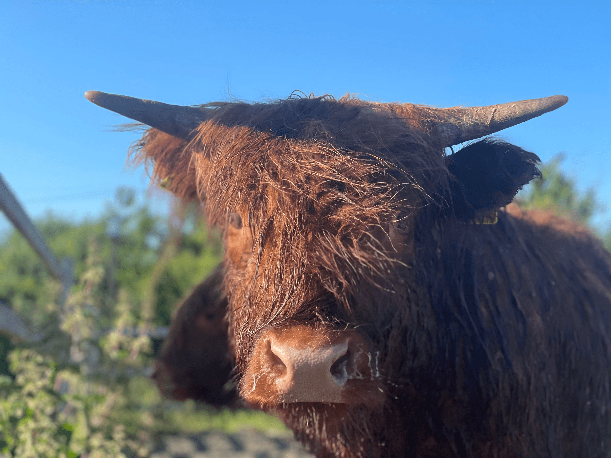 Meet Highland Cows at Somerset Reindeer Ranch, UK
