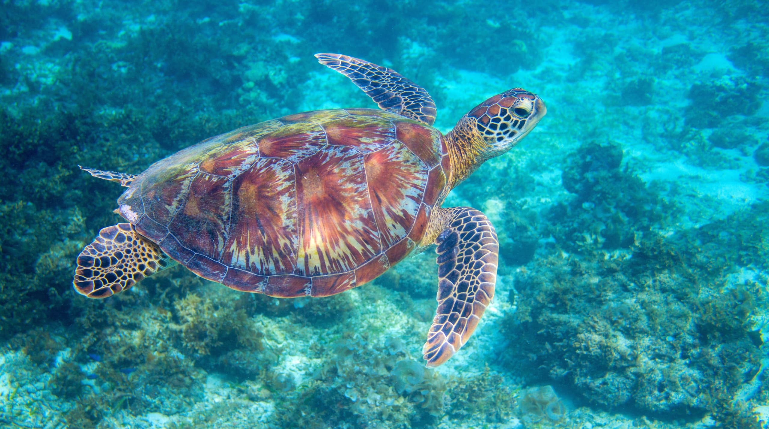 Turtle Canyon Snorkeling Adventure in Hawaii