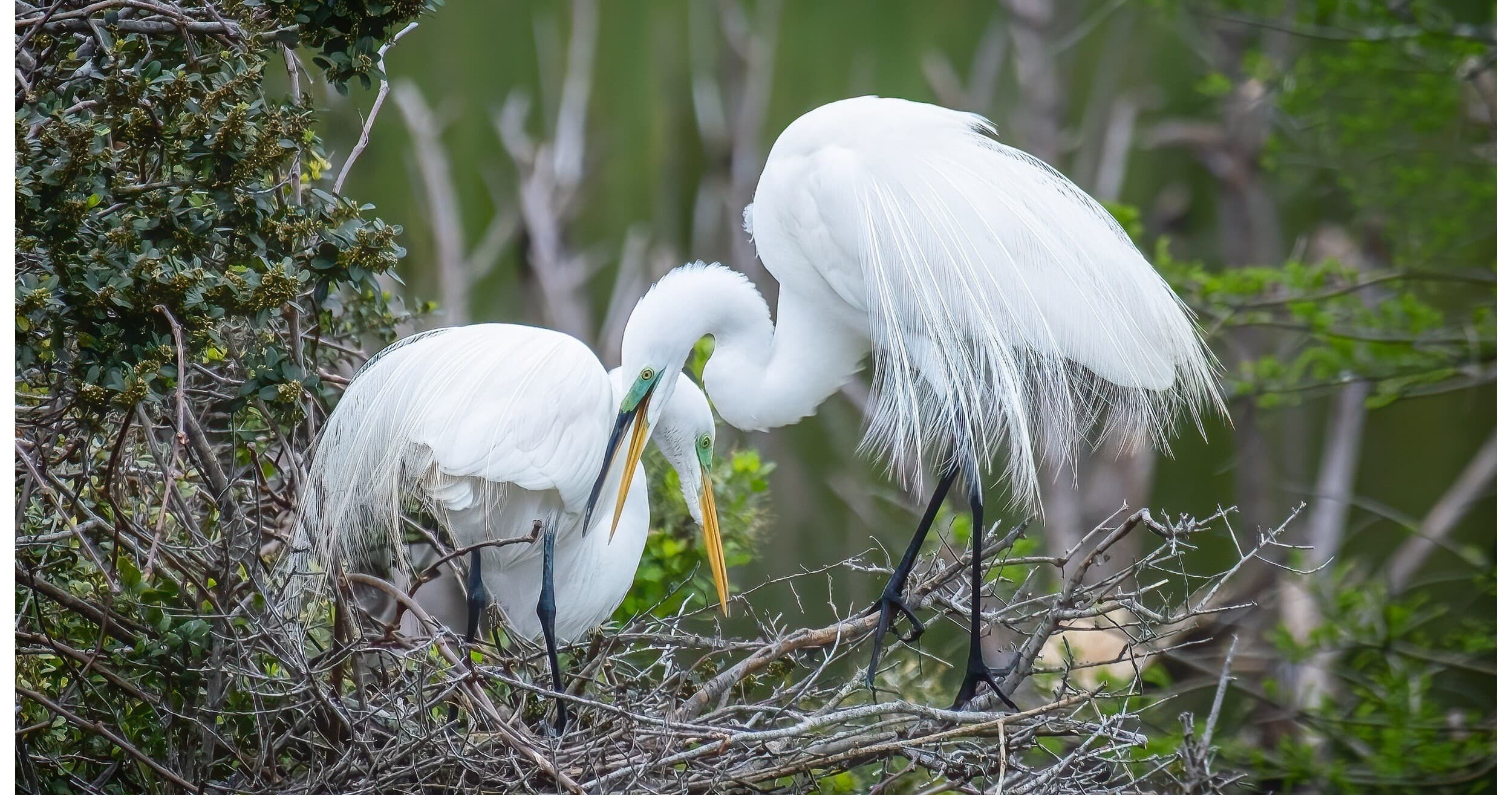 Great egret pair nesting in marsh vegetation, coastal Beaufort
