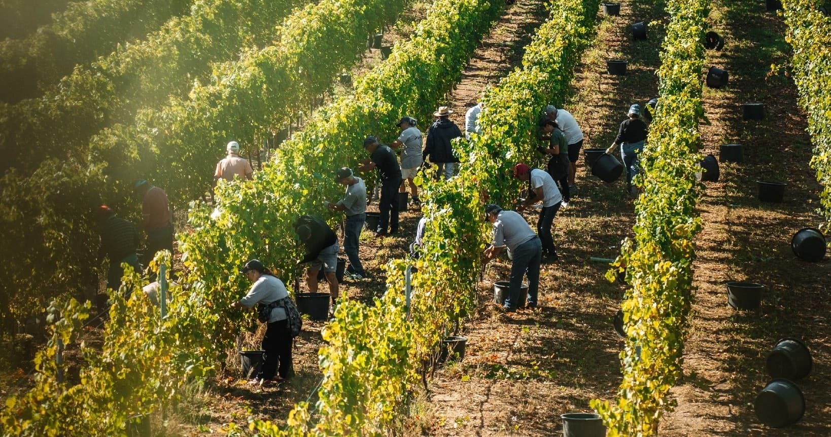 Monção Grape Harvest Experience by Farm Experiences & Tours
