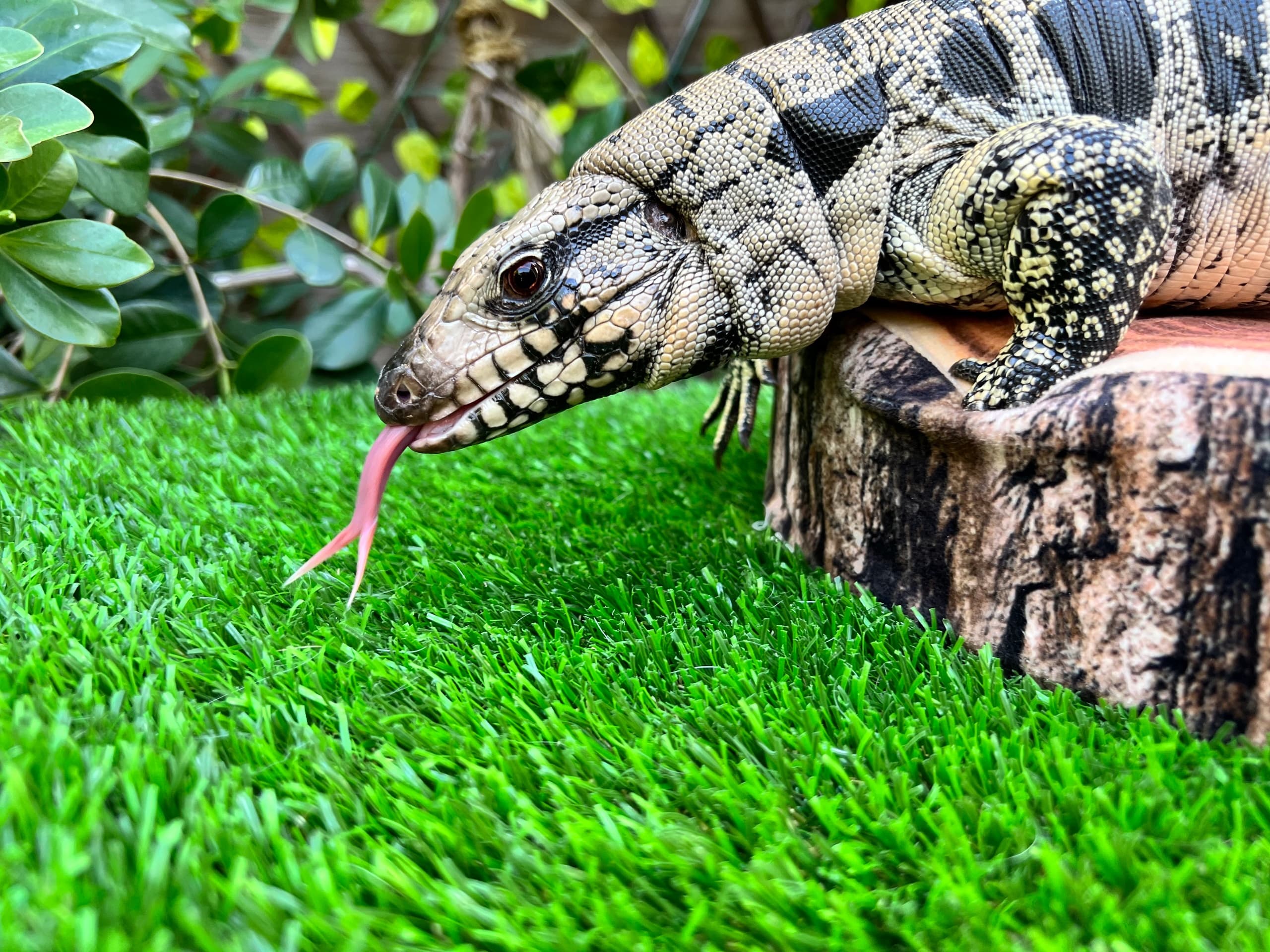 Santee School Field Trip: Live Animal Assembly and Conservation Program