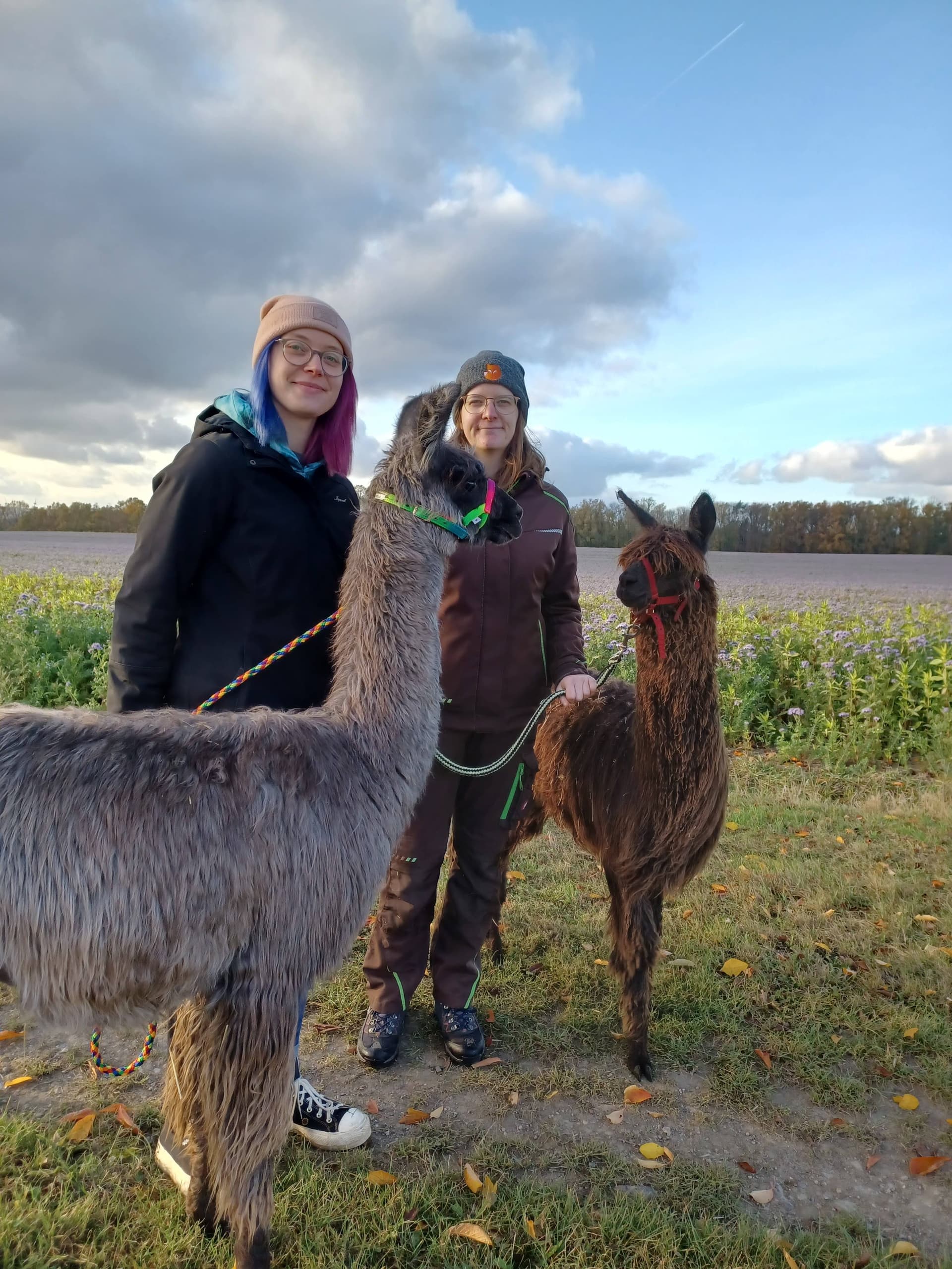 Llama & Alpaca VIP Tour in Oberlausitz: Hands-On Farm Walk near Schönau-Berzdorf