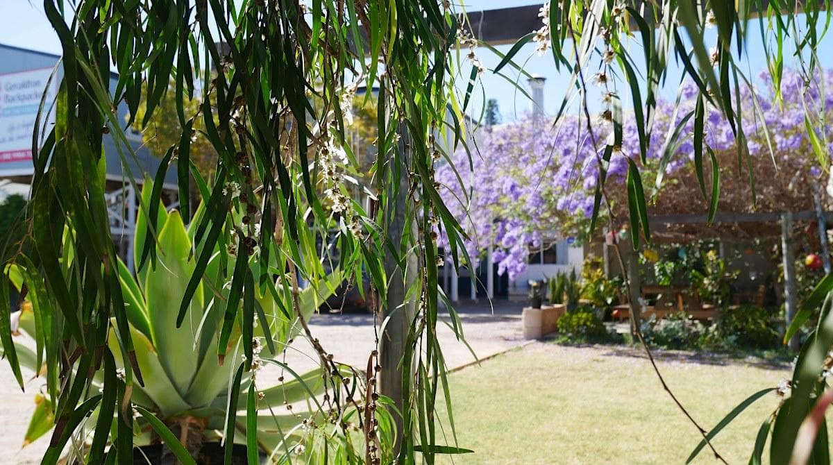 Coastal garden with jacaranda trees and beachfront glimpse