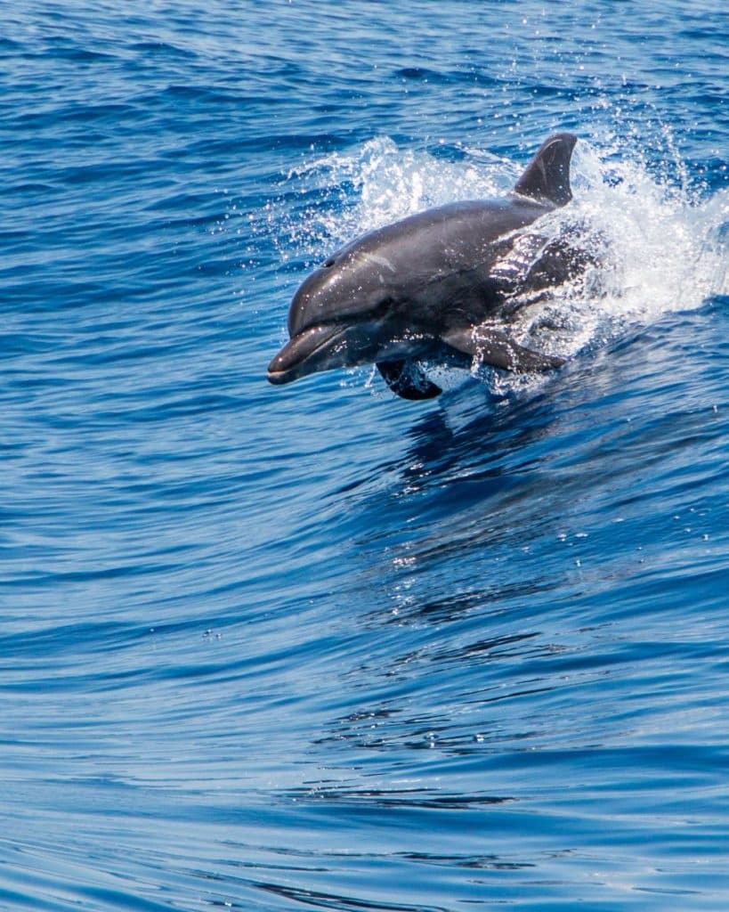 Bottlenose dolphin leaping through open Mediterranean sea waves