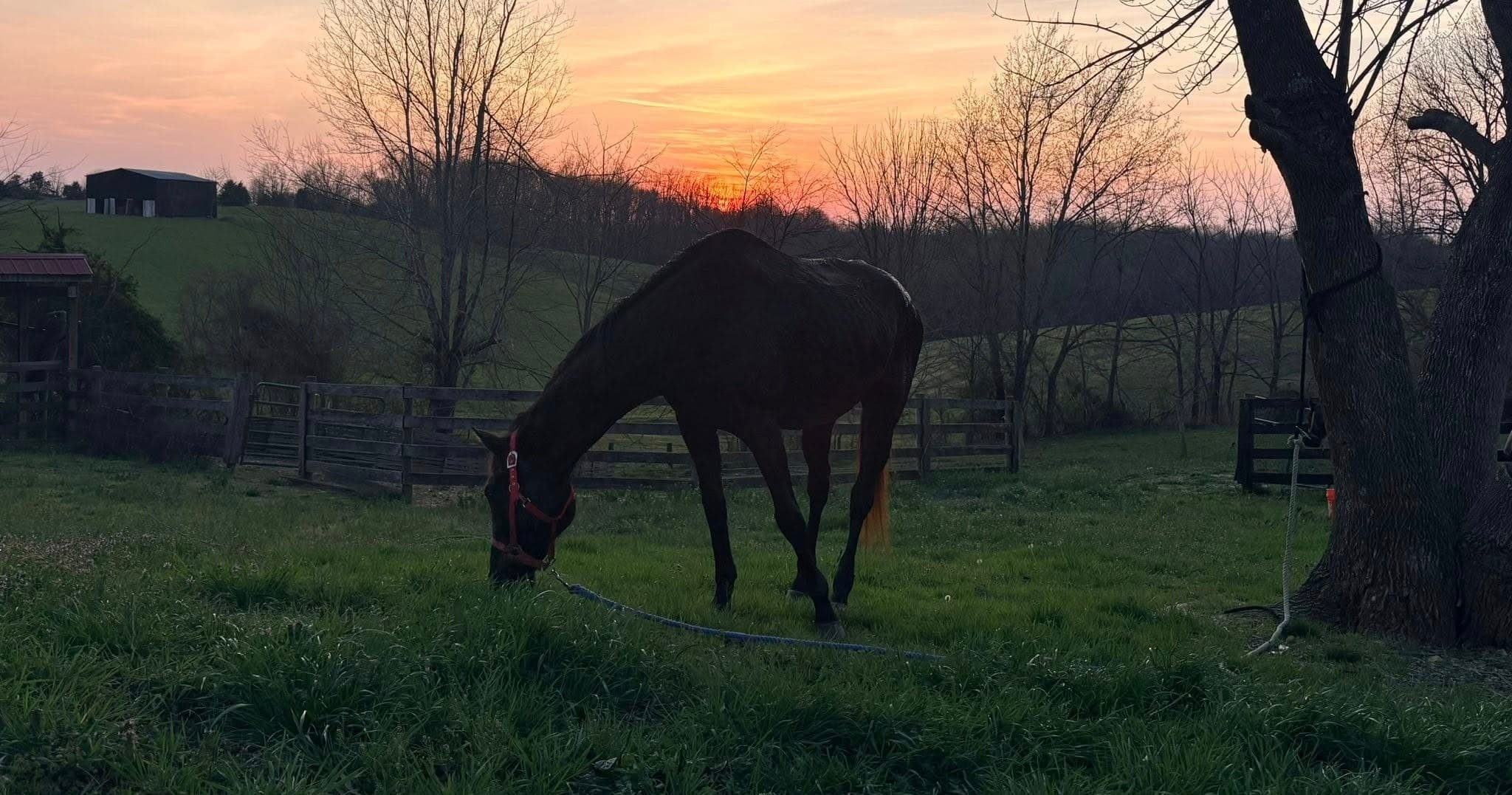 Horse silhouette grazing at sunset on scenic rolling pasture