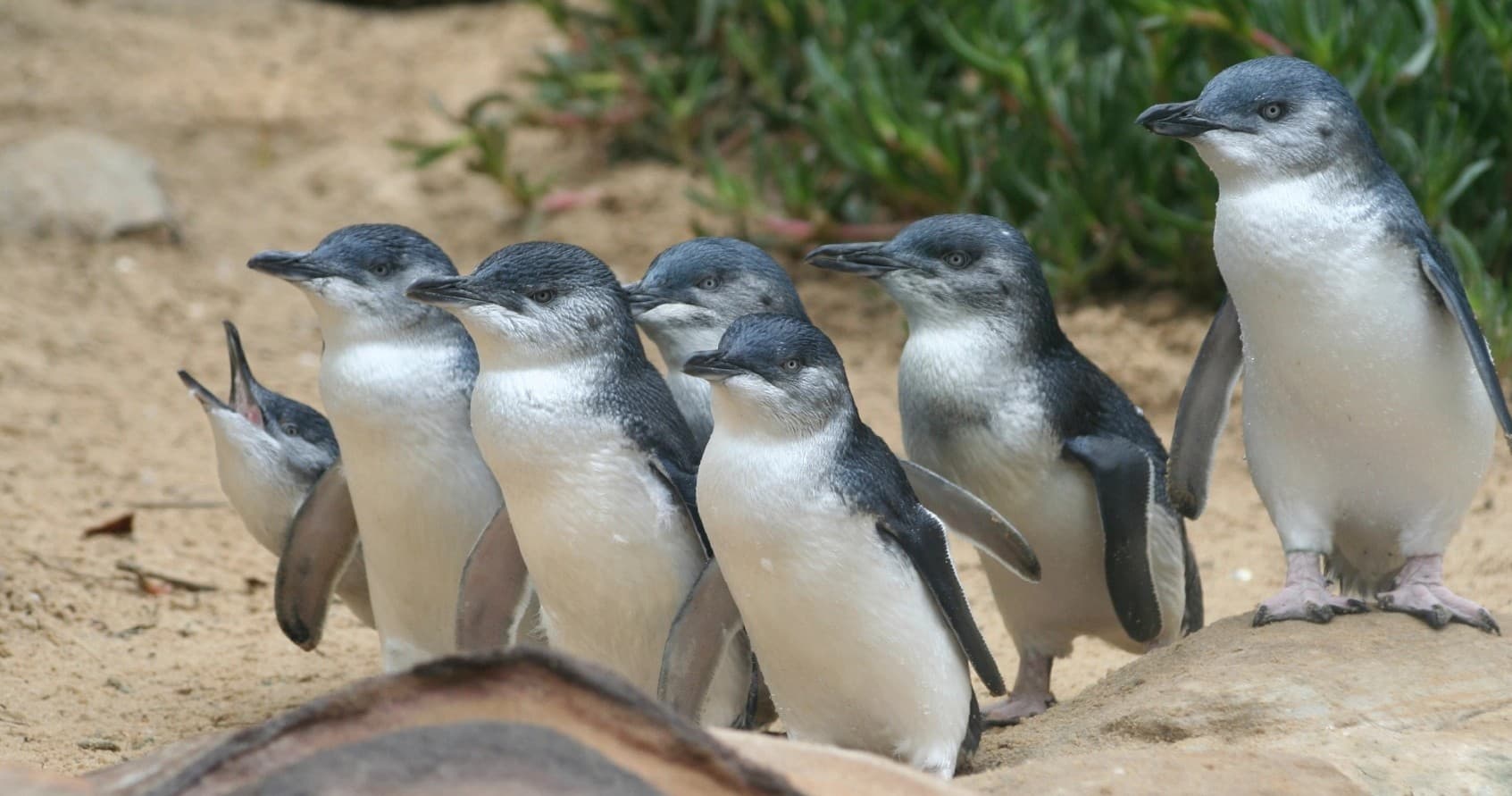 Phillip Island Penguin Tour with LuxTours Australia