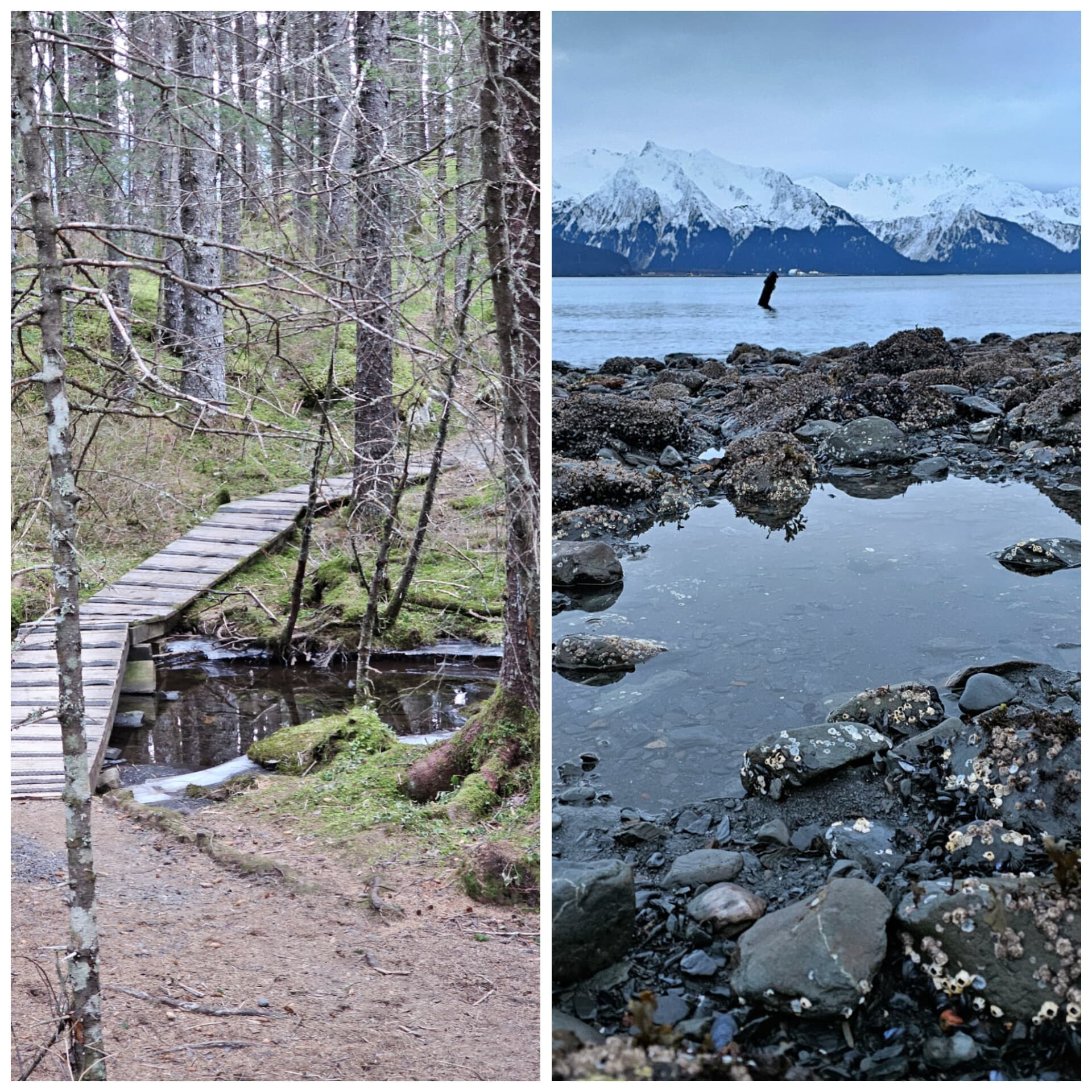 Forest boardwalk and rocky tidepool with snow-capped peaks
