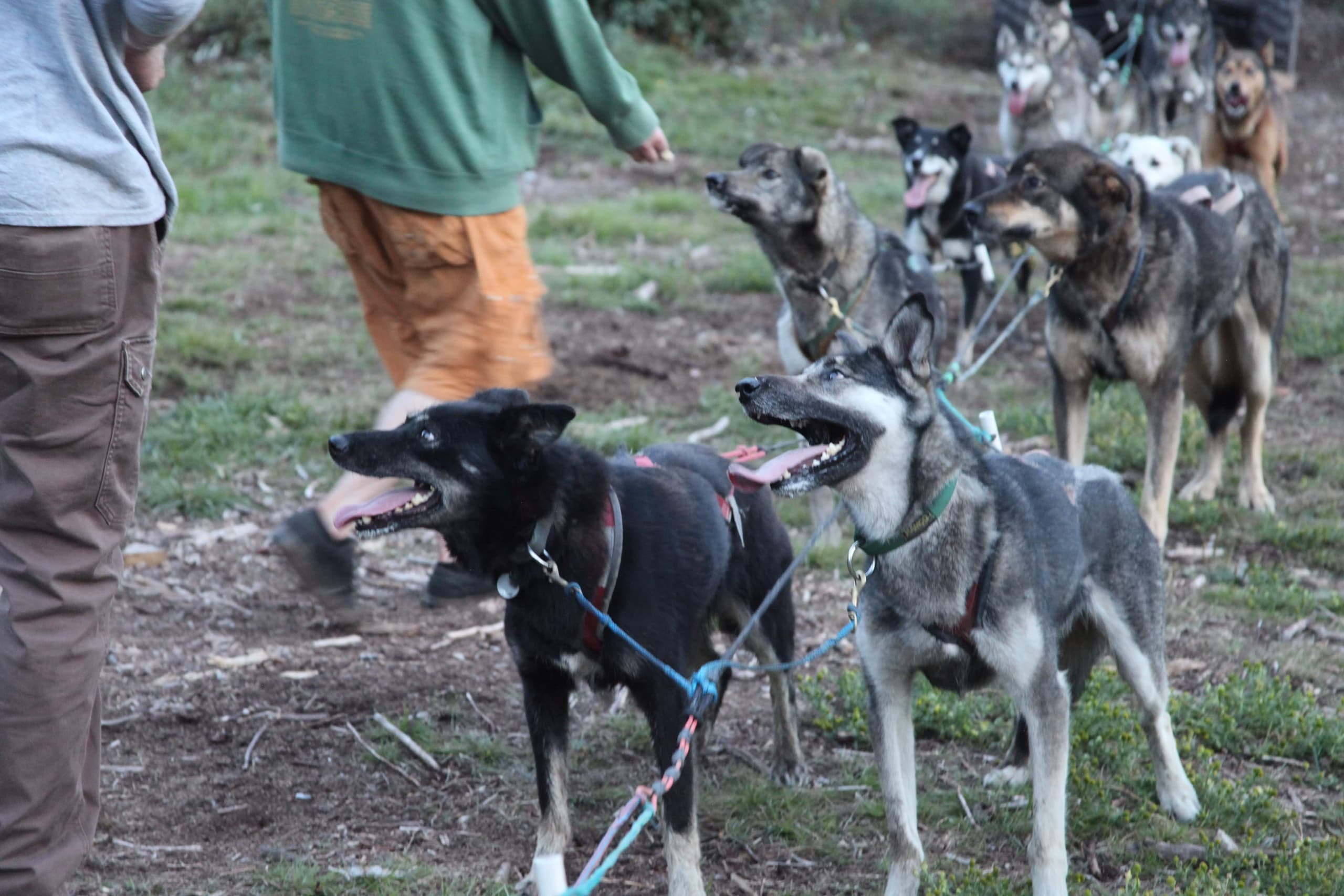 Waylons's Way Dog Sledding team