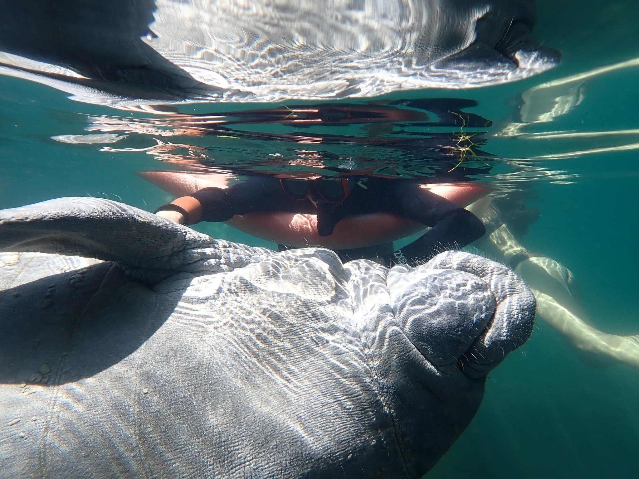 Swim with Manatees in Homosassa Springs: 3-Hour Guided Tour with Captain Janice photo 3
