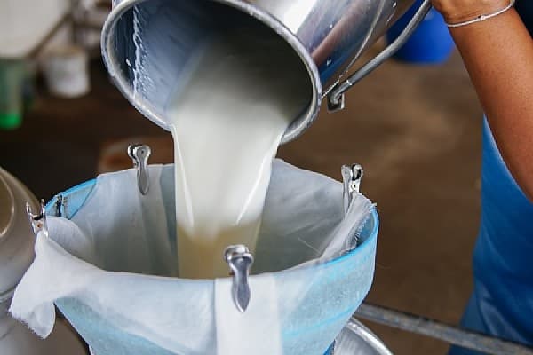 Cheese-Making Adventure at Il laboratorio magico del formaggio
