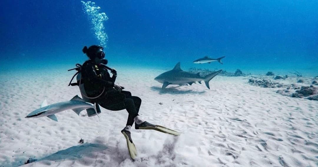 Bull Shark Diving in Tulum with Mexidivers Tulum