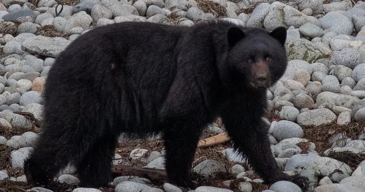 Black bear walking on rocky Alaskan shoreline wildlife