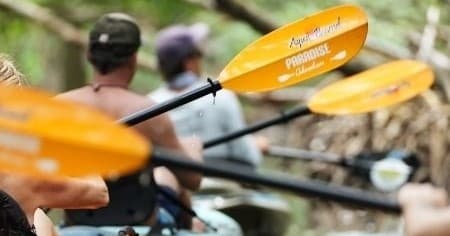 Paddling Lido Key: Kayak Mangrove Tunnels to Kelly’s Spring for Manatees & Dolphins
