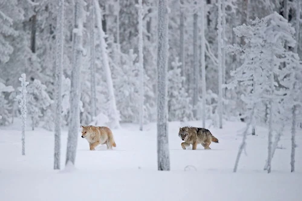 Chasing Wolves and Northern Lights: 7-Day Arctic Photography Workshop near Oulu