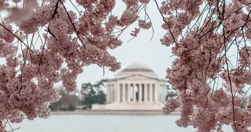 Exploring Washington DC’s Cherry Blossoms: A 7-Day Adventure Through History and Blooms