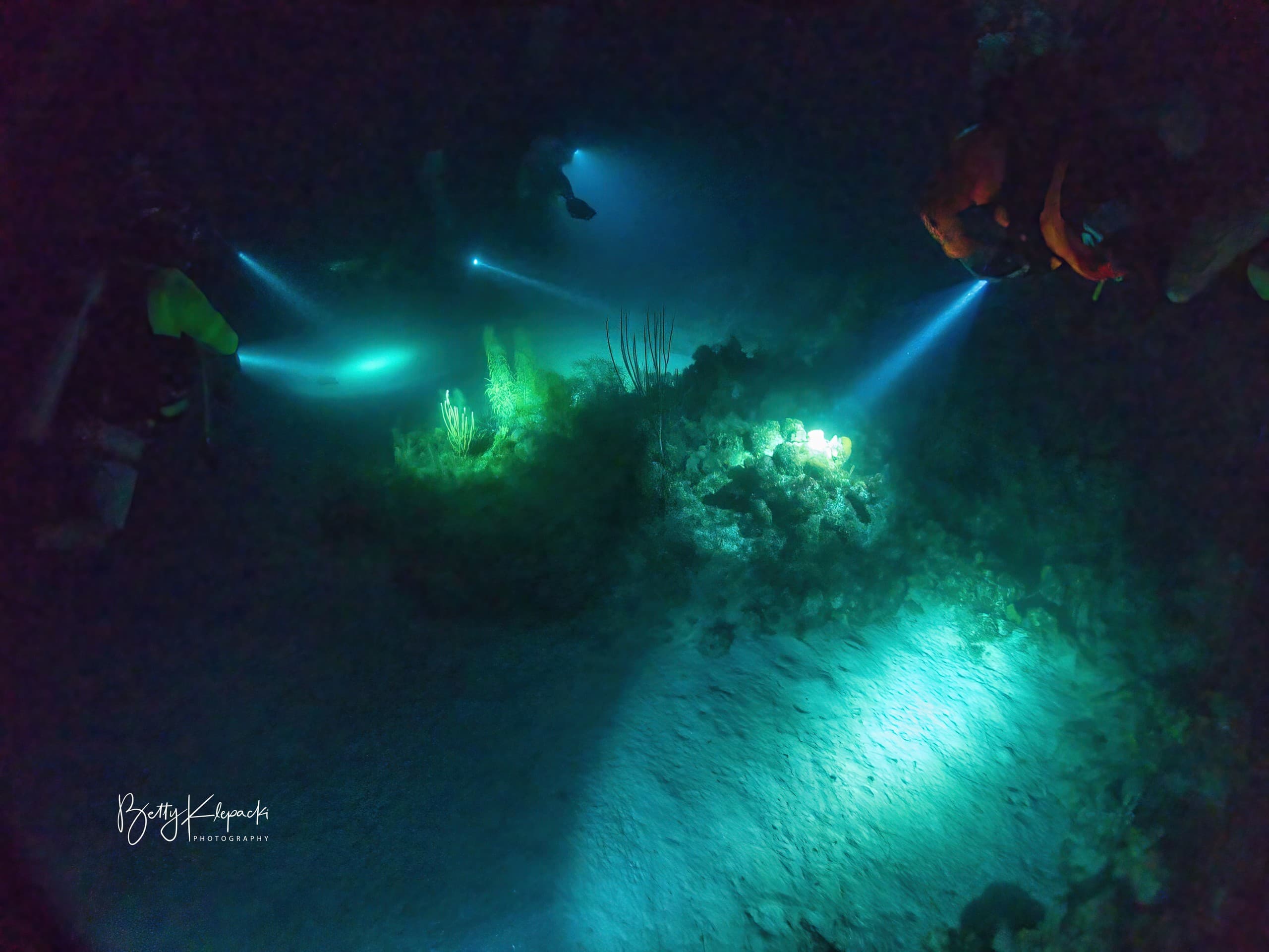 Night Dive at Ginnie Springs: Homeschool-Friendly Guided Dives on the Rainbow River