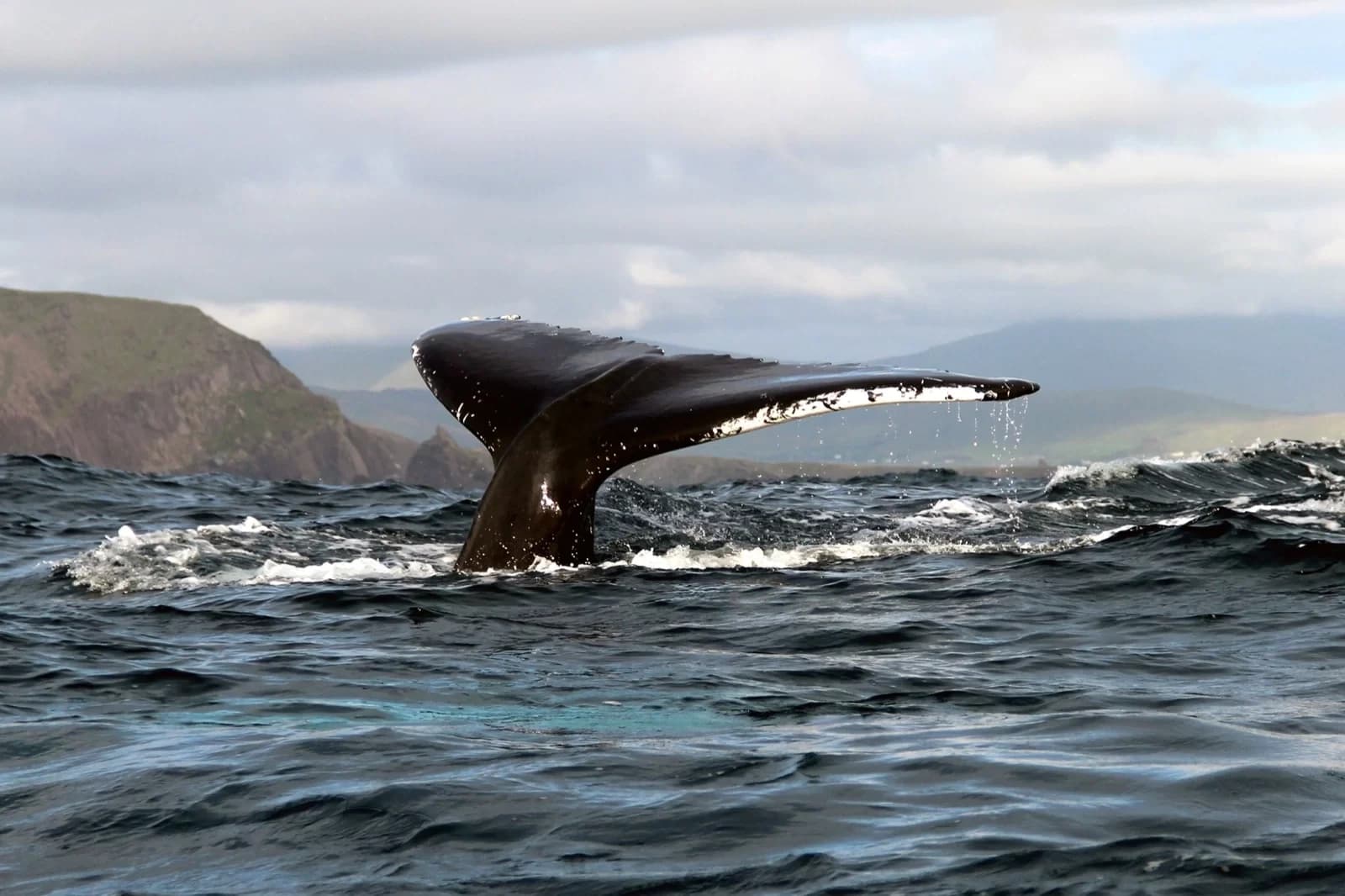 Dolphin and Whale Watching from Ventry Harbour to the Great Blasket