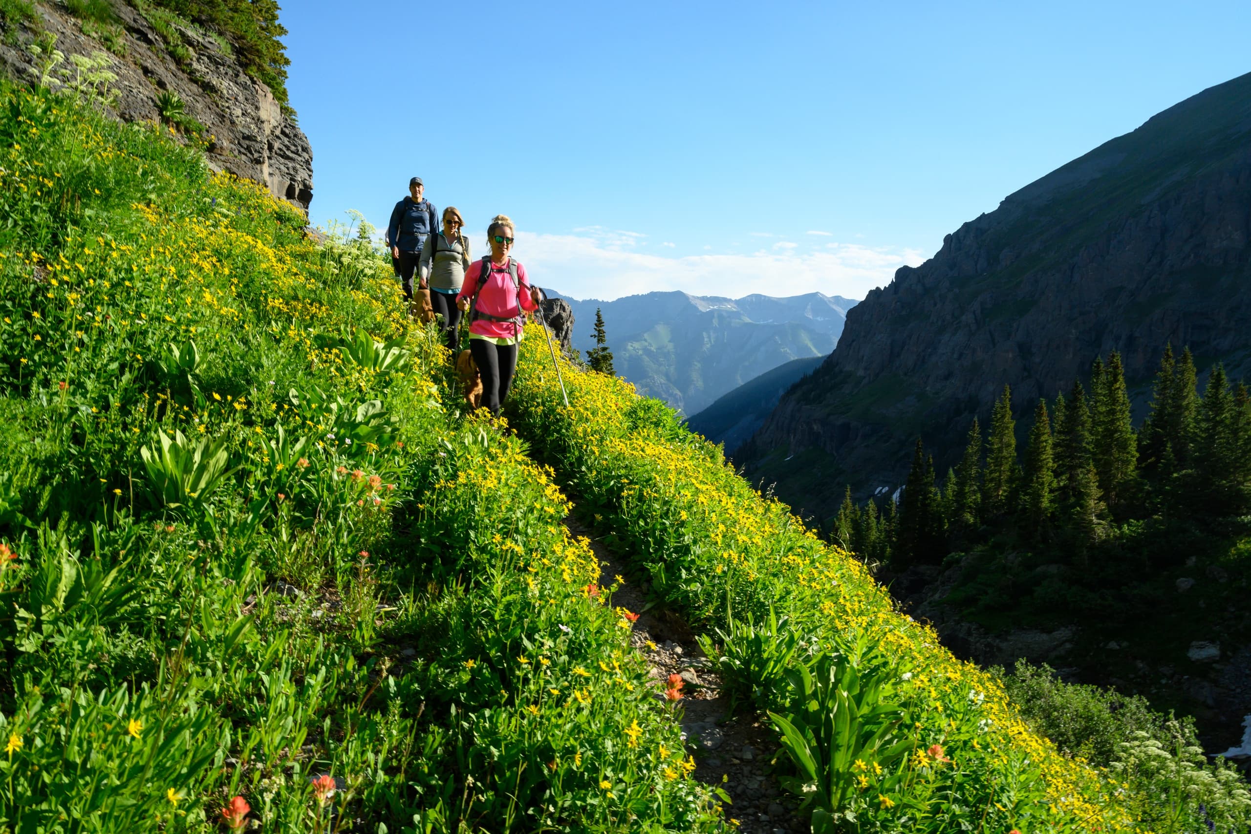 Group hiking on steep wildflower alpine trail under blue sky