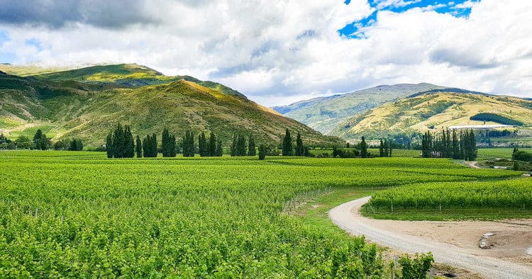 Winding road through green vineyard fields and rolling hills